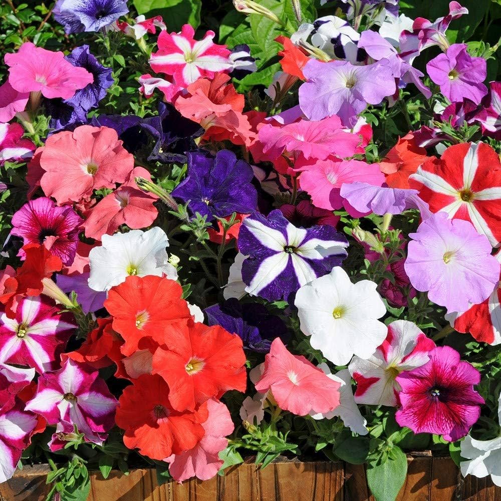 mix petunia flower seeds