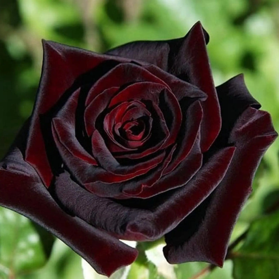black red flower seeds