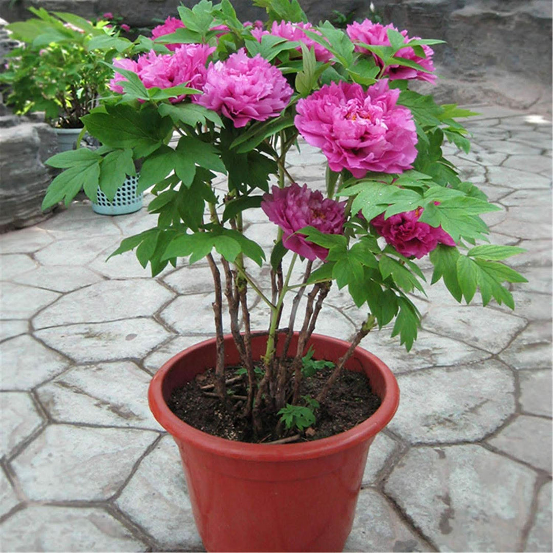 double bloom flower seeds