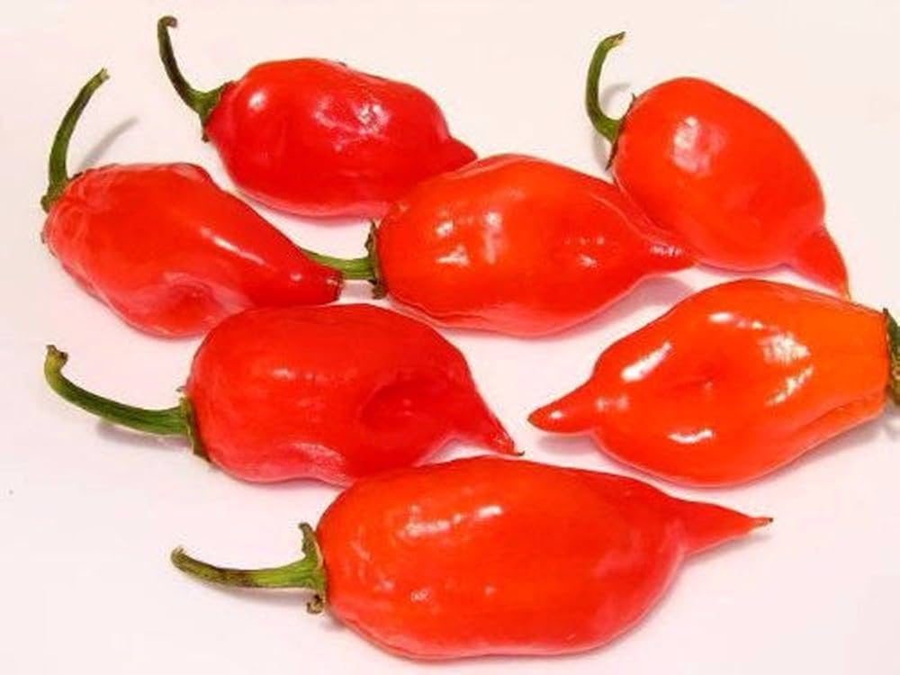 Red Hot Habanero Peber Grøntsagsfrø til udplantning - 100 stk