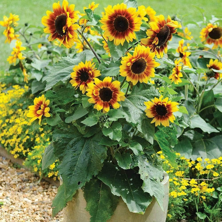 Heirloom Non-GMO Sunflower Bonsai Flower Seeds for Planting – Miniature Decorative Garden Blooms, High Germination