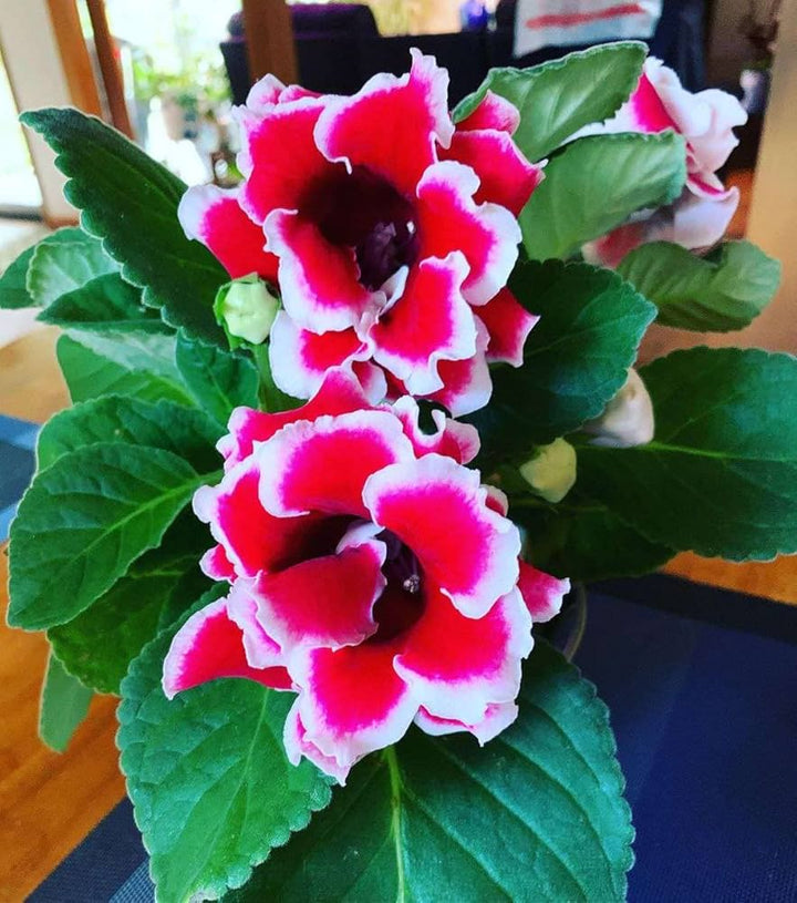 White & Red Gloxinia Heirloom Non-GMO Seeds for Planting