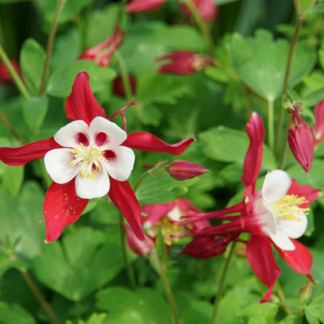 aquilegia mixed flower seeds