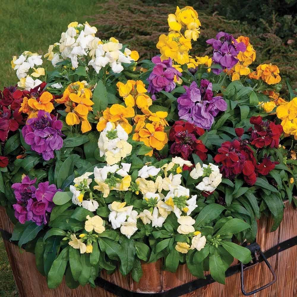 mixed erysimum flower seeds