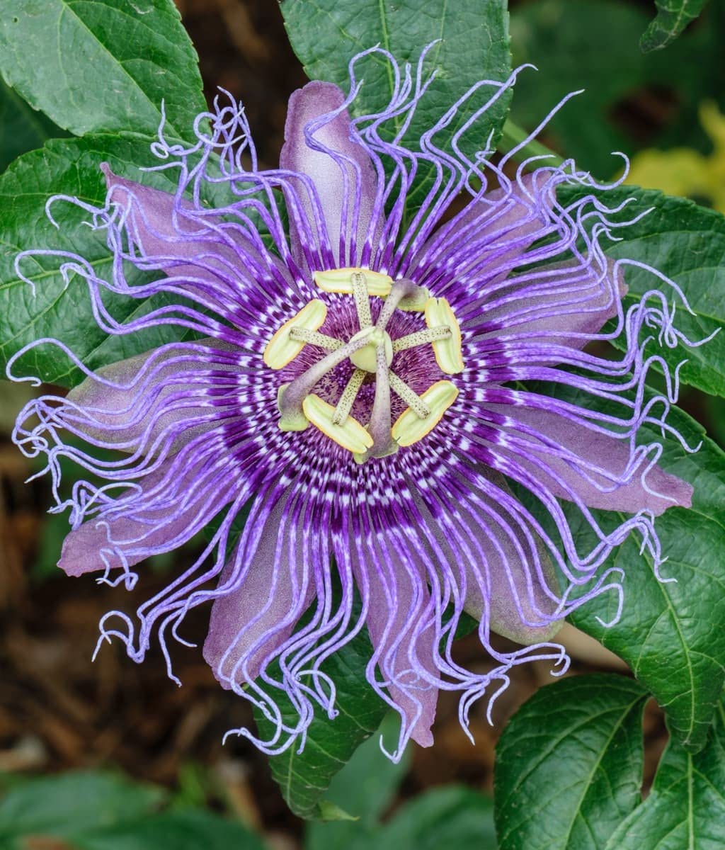 Heirloom Non-GMO Passion Flower Passiflora Seeds for Planting – Exotic Climbing Vine Blooms | High Germination
