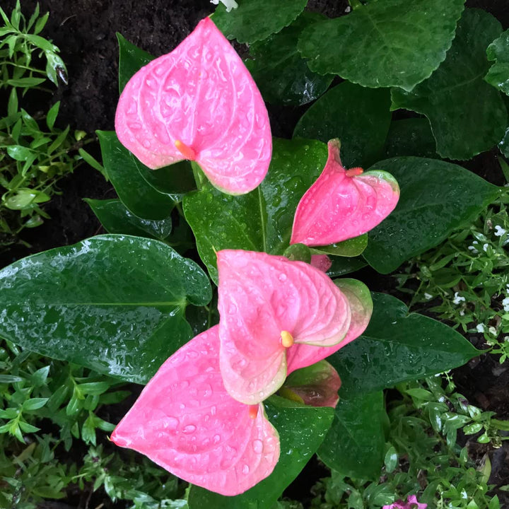 Anthurium lyserøde blomsterfrø til plantning 100 stk