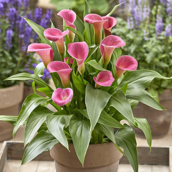 Heirloom Non-GMO Pink Zantedeschia Calla Lily Flower Seeds for Planting – Garden Blooms, High Germination