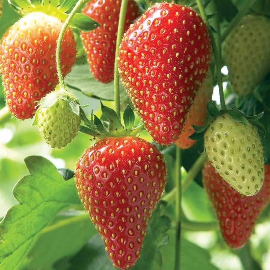 strawberry garden flower seeds