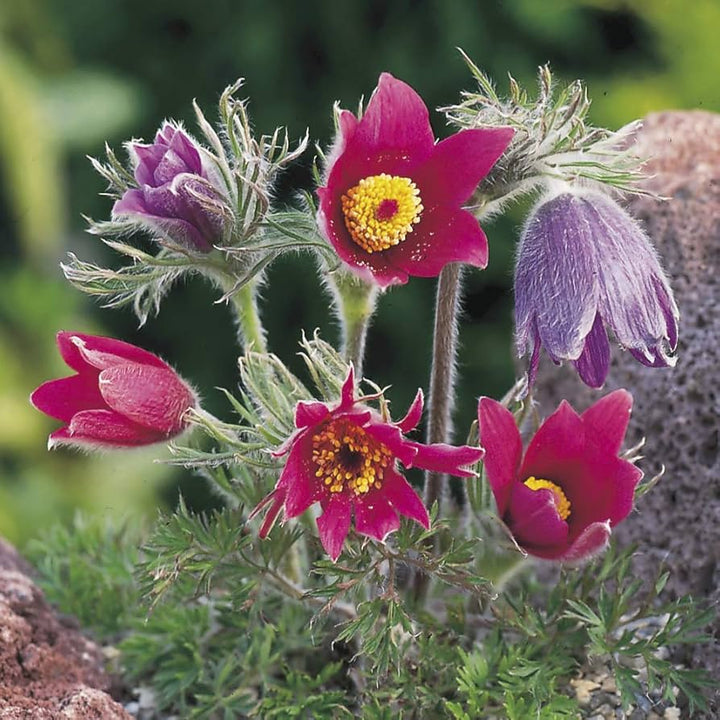 Heirloom Non-GMO Red Anemone Pulsatilla Flower Seeds for Planting – Bright Perennial Garden Seeds