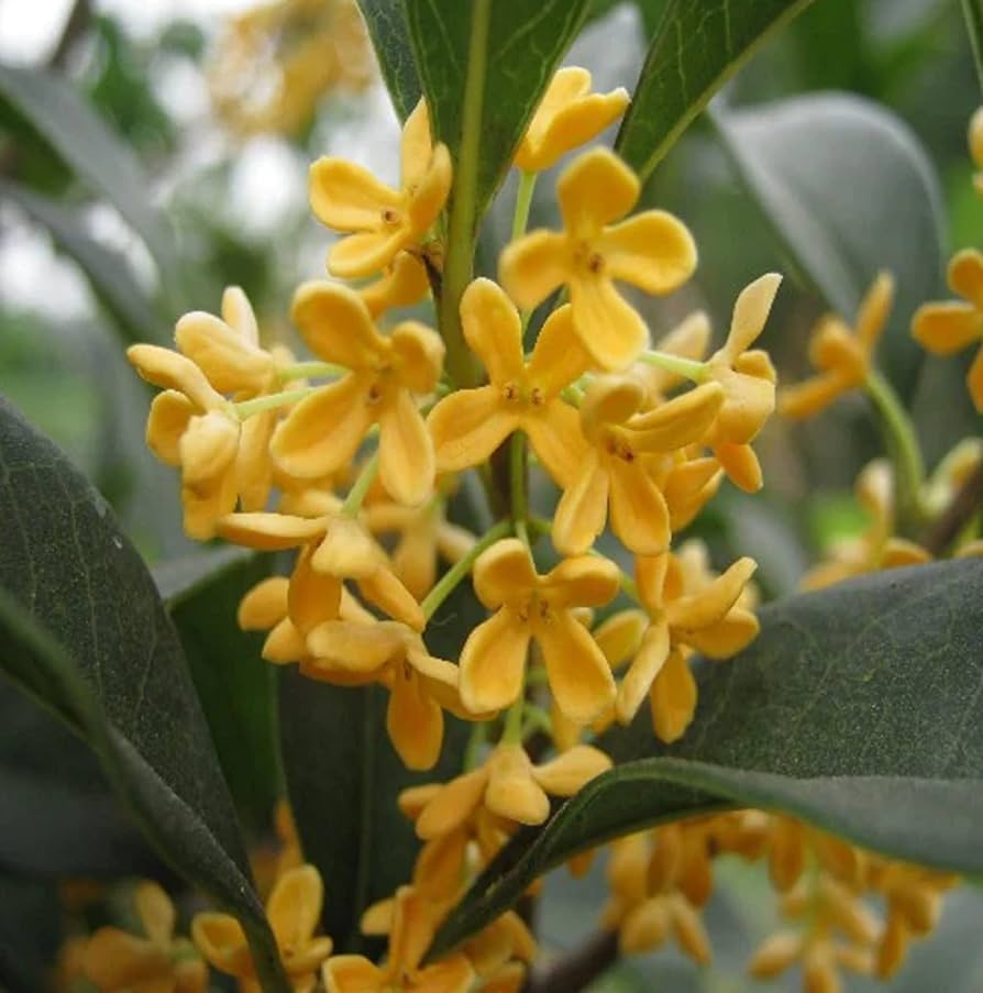 Yellow Osmanthus Flower Seeds - 5 pcs