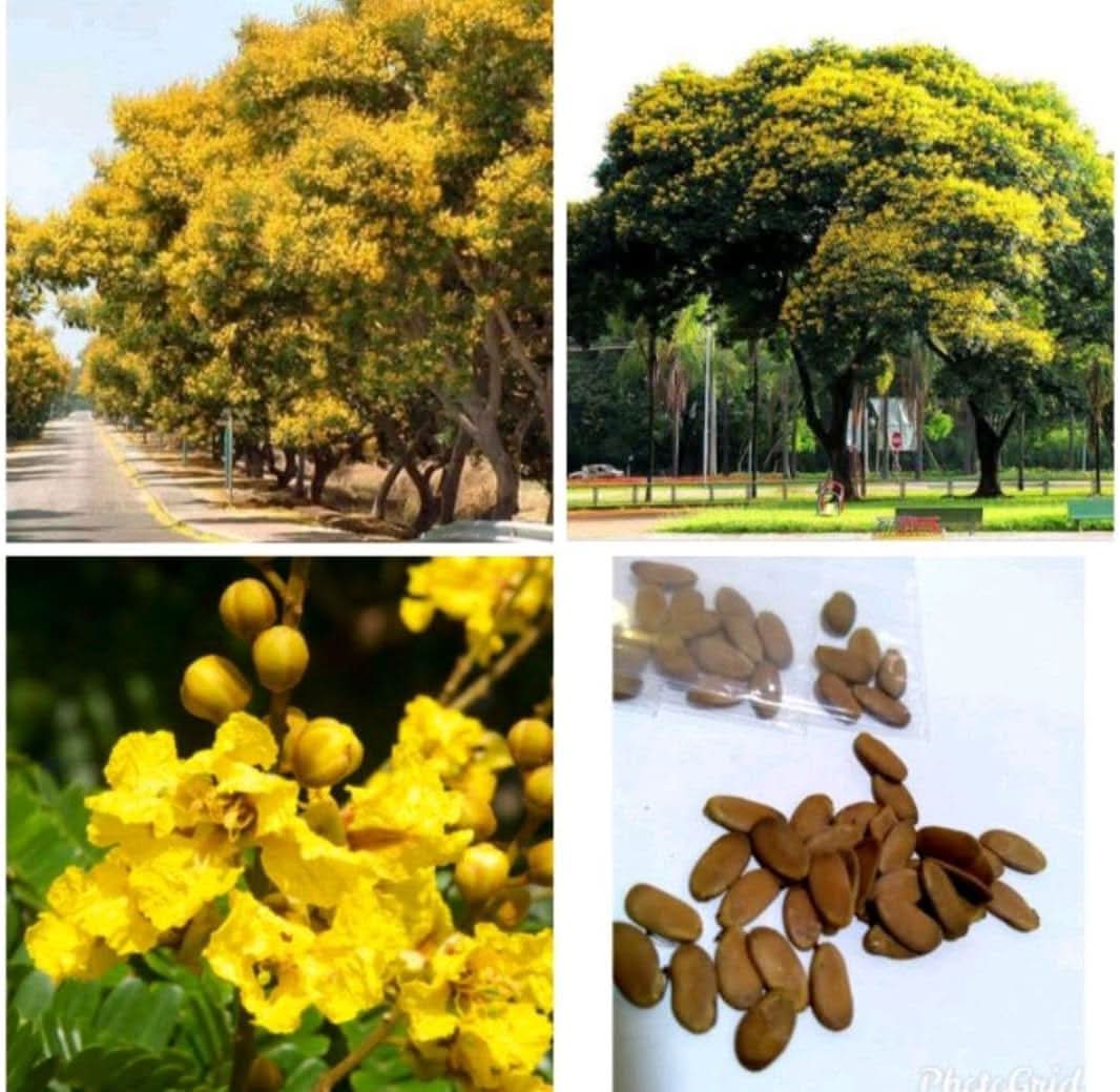 yellow heirloom flower seeds