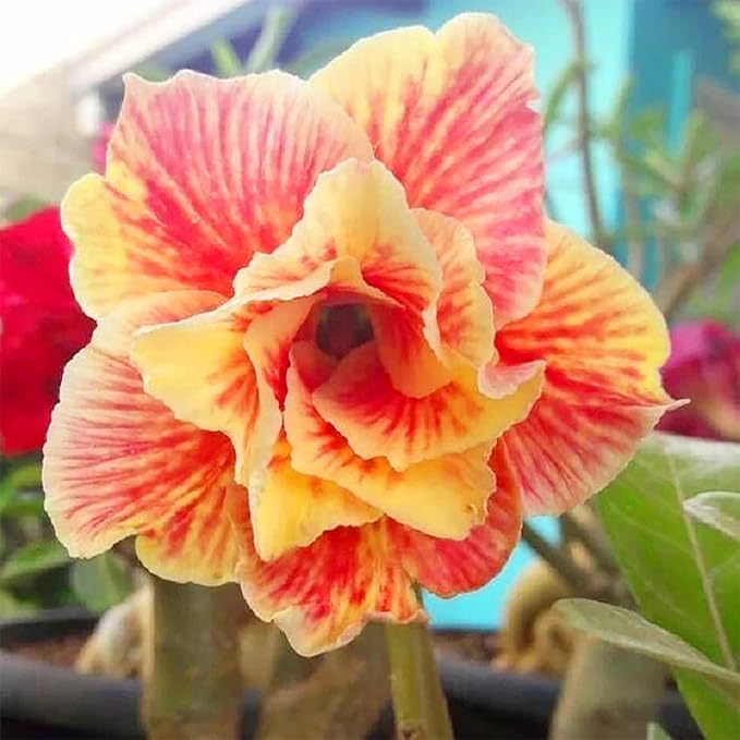 Adenium Flower Seeds Orange Yellow for Planting 100 pcs