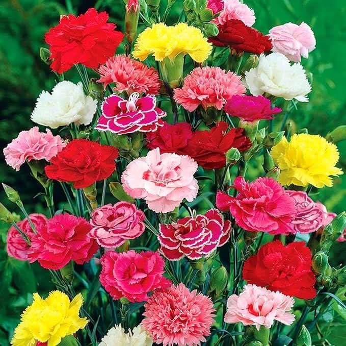 carnation multicolor flower seeds