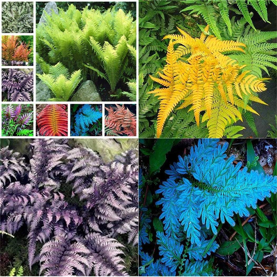 Fern Mixed Colour Plant Seeds for Planting 100 pcs