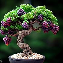 Black Grape Bonsai Seeds for Planting - A Stunning Miniature Fruit Tree for Indoor Spaces, Heirloom Seeds