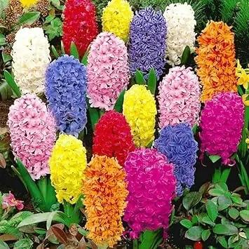 hyacinthus orientalis flower seeds