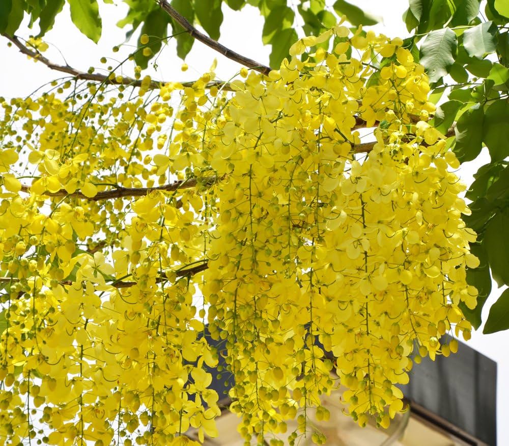 Lysegule Crape Myrtle Træfrø til Plantning - 100 stk