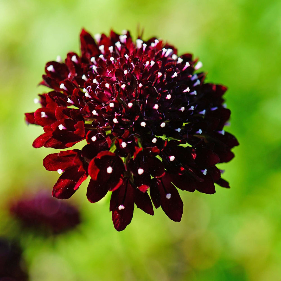 scabiosa pincushion flower seeds