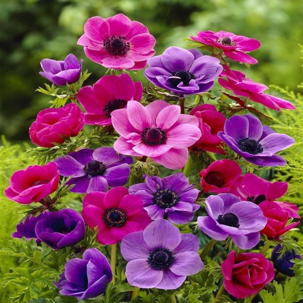 pink white flower seeds