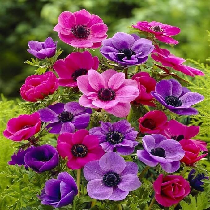 anemone flower seeds Organic Heirloom Non-GMO Anemone Flower Seeds for Planting – Spring Blooming