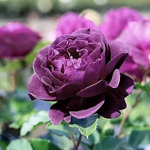purple ebb flower seeds
