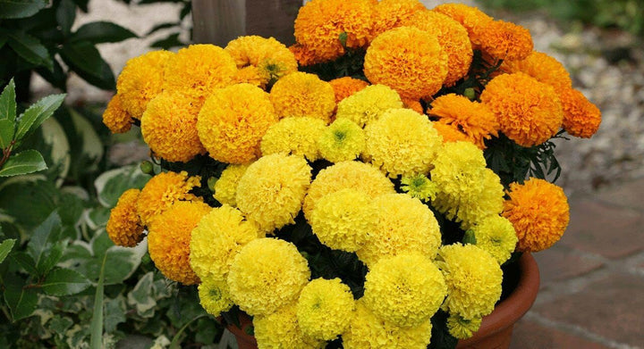 Flower Seeds, Seeds for Planting, Plant Seeds