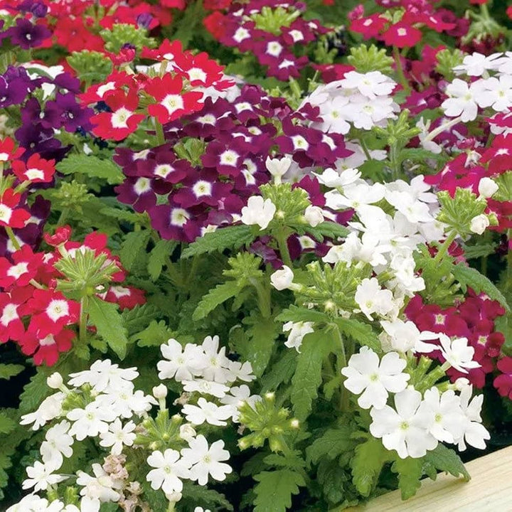 Mixed Verbena Flower Seeds for Planting - 100 pcs