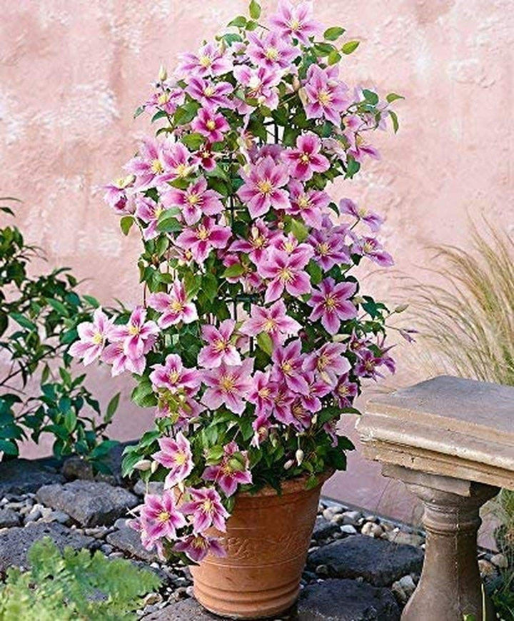 Light Pink Clematis Flower Seeds for Planting – Heirloom, Non-GMO, High Germination Organic Garden Seeds