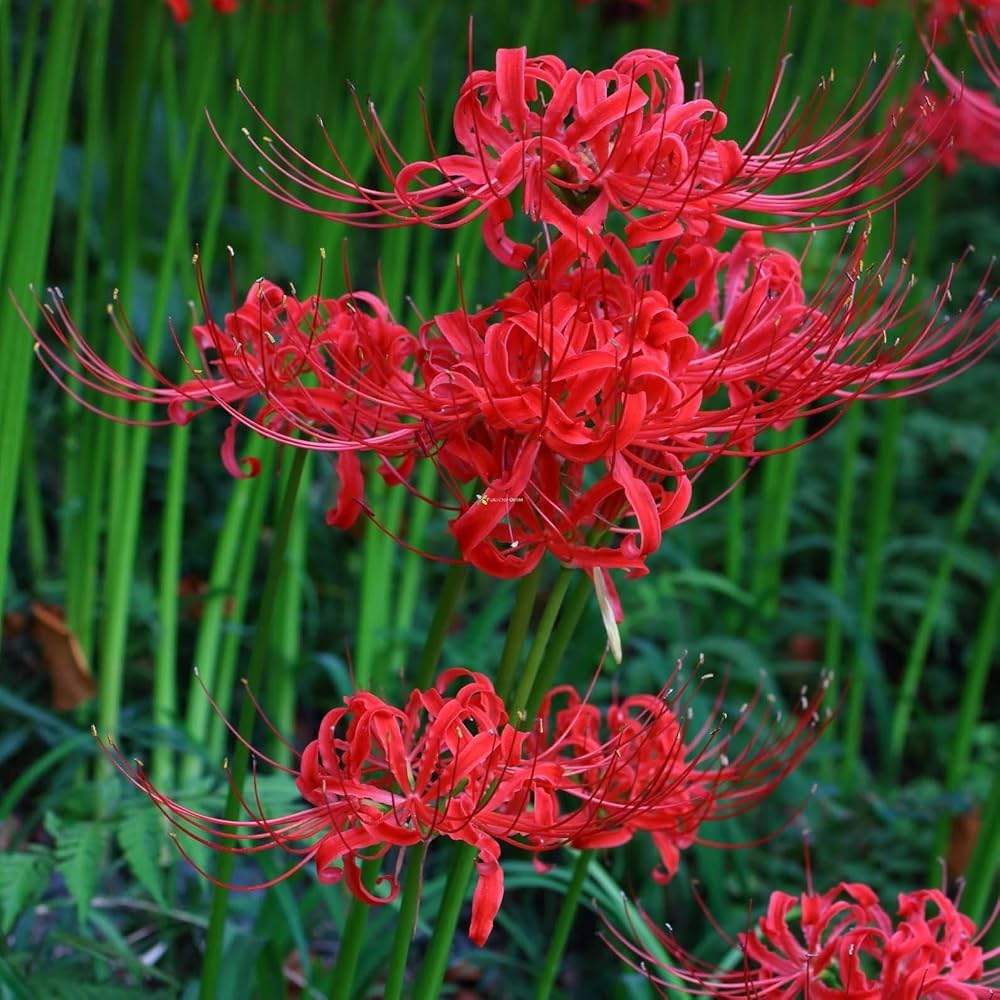lycoris flower flower seeds
