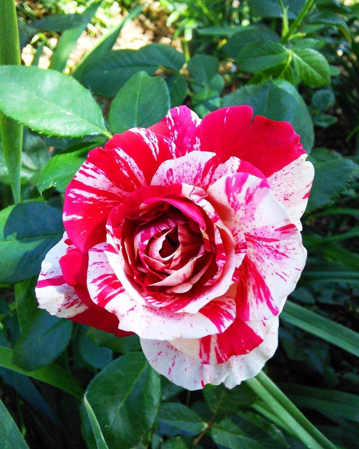 Pink White Rose Flower Seeds - 100 pcs