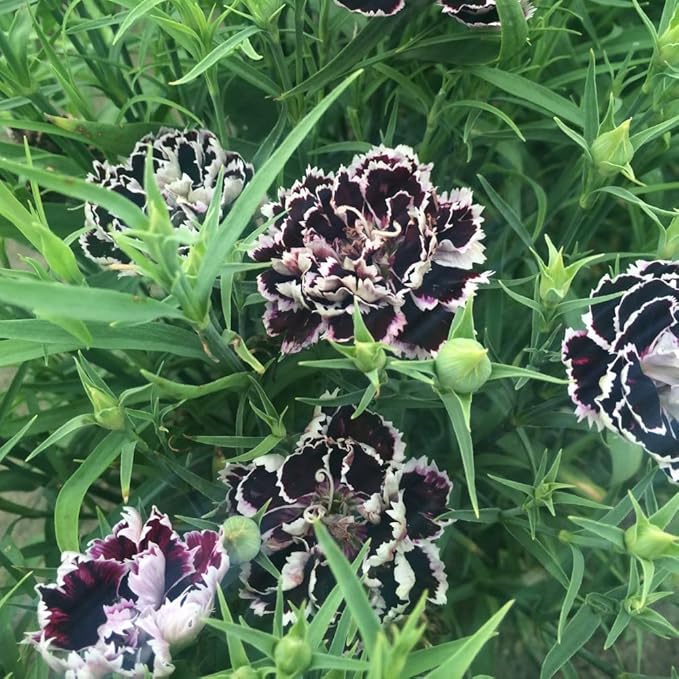 black white flower seeds