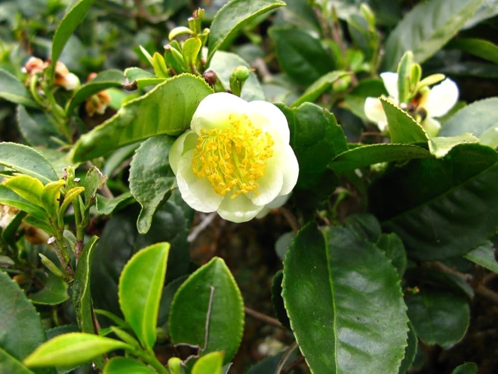 Grøn Camellia Sinensis plantefrø til udplantning - 100 stk