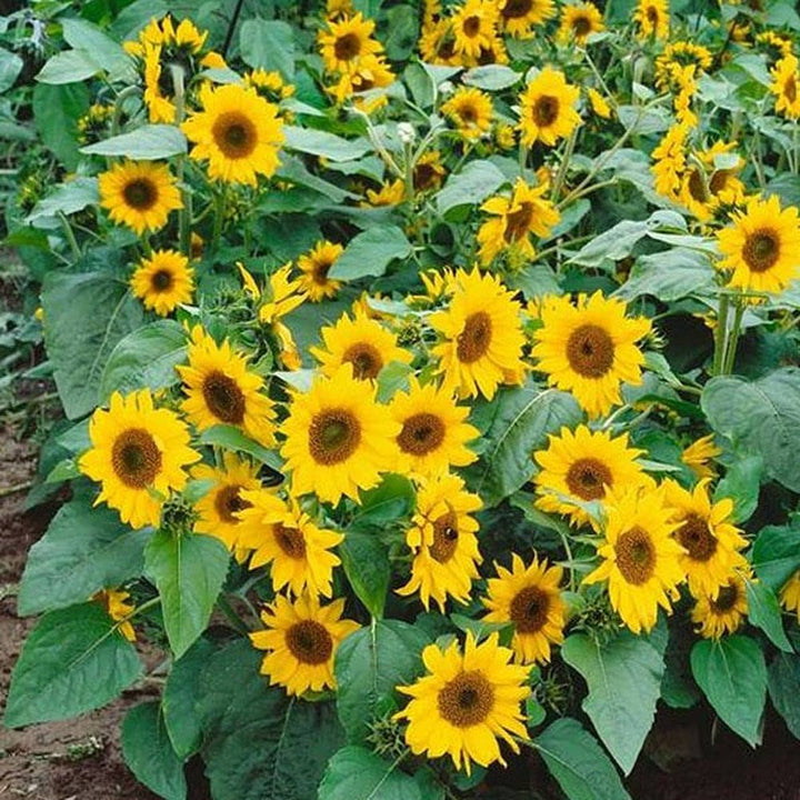 Fresh Mini Sunflower Seeds for Planting, Yellow 100 pcs