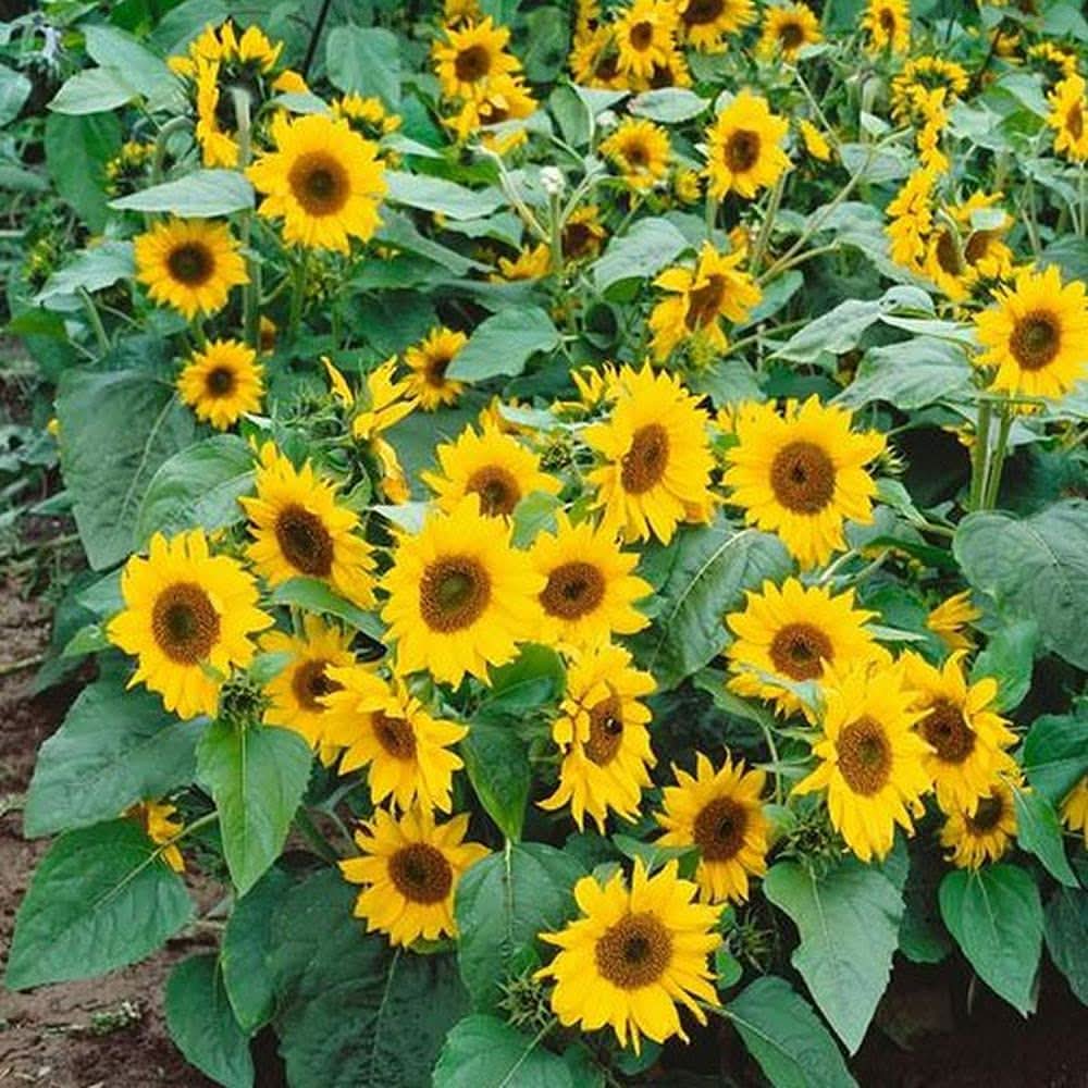 sunflower helianthus flower seeds