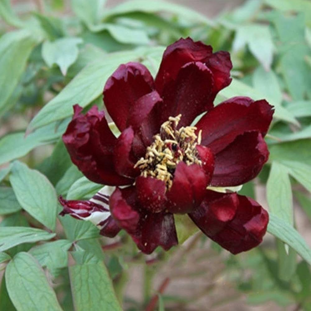 chinese suffruticosa flower seeds