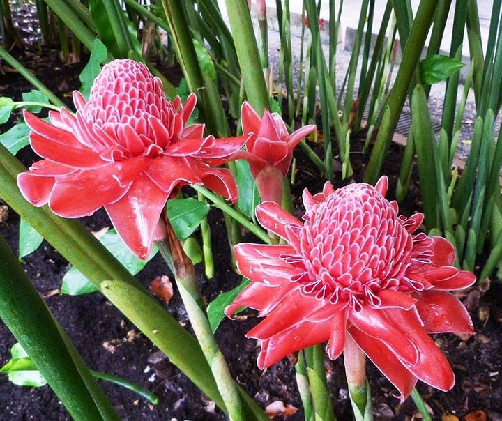 Red-Green Torch Ginger Plant Seeds - Exotic Torch Ginger for Stunning, Tropical Flowers  100 pcs