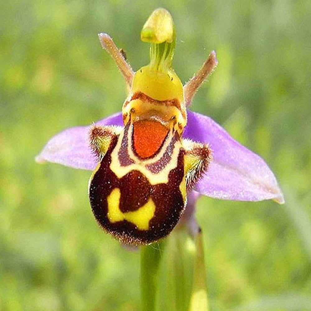 bee orchid flower seeds