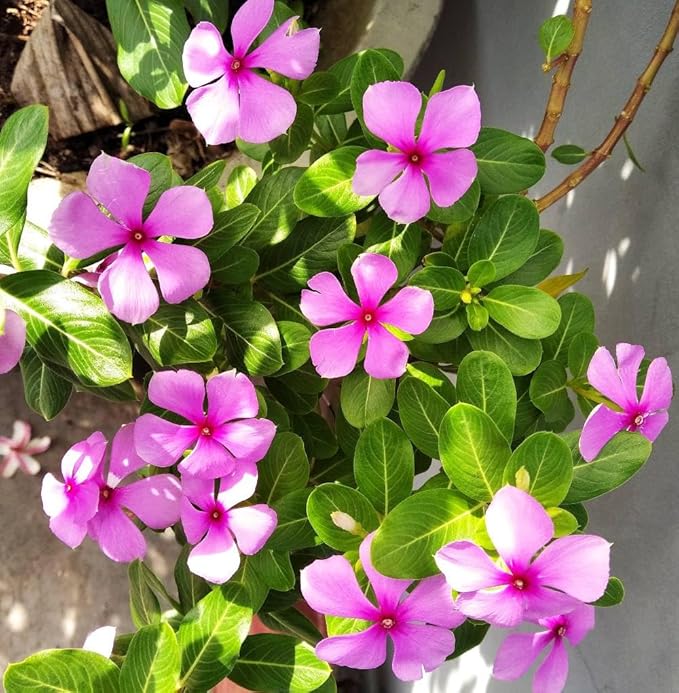organic heirloom flower seeds