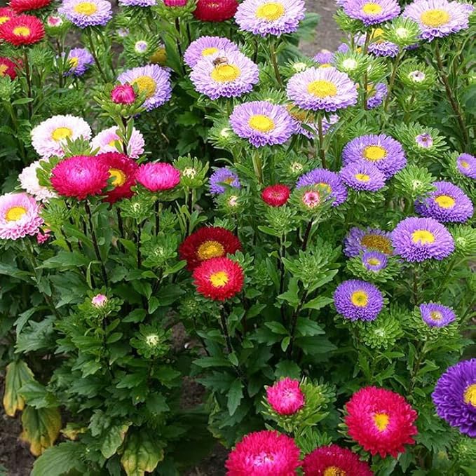 Mixed Asters Heirloom Non-GMO Seeds for Fall Planting