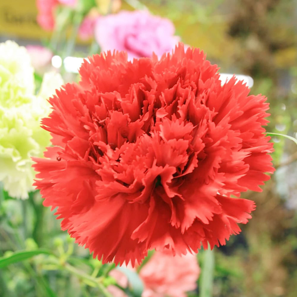 Carnation Grenadin Scarlet Dianthus Caryophyllus For Planting Bulk Flower Seeds for Home Garden