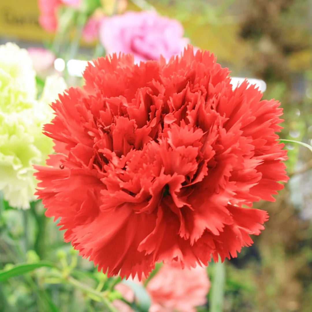 carnation grenadin flower seeds