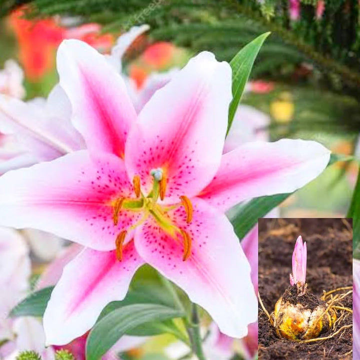 Lilium Blomsterfrø til Plantning Lyserød 100 stk