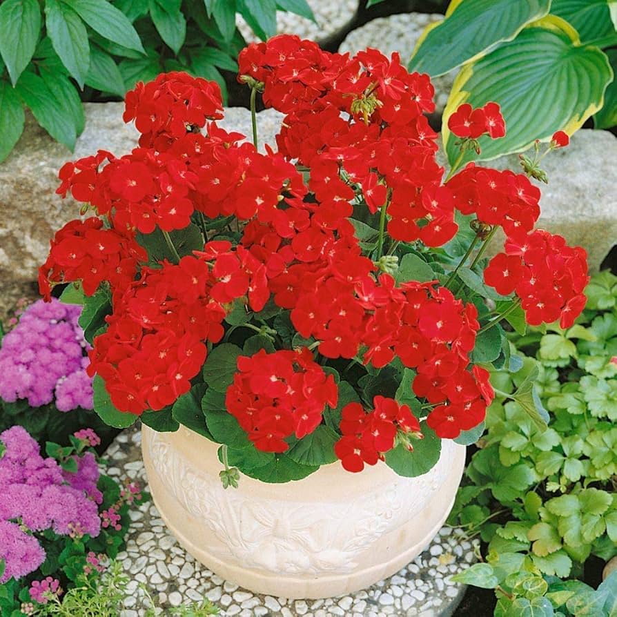 red multibloom flower seeds
