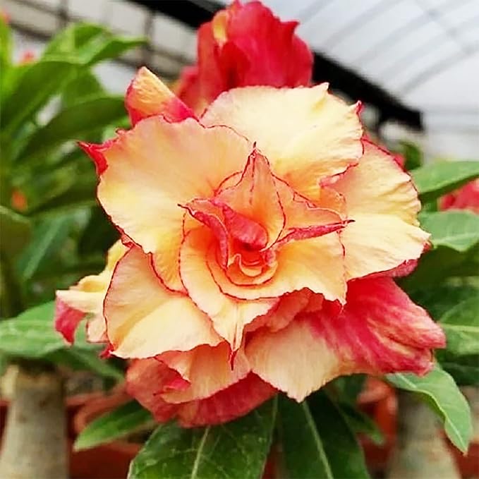 Adenium Flower Seeds Orange Yellow for Planting 100 pcs