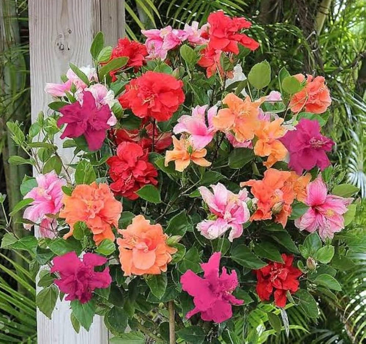 Mixed Rose Mallow Flower Seeds for Planting 100 pcs