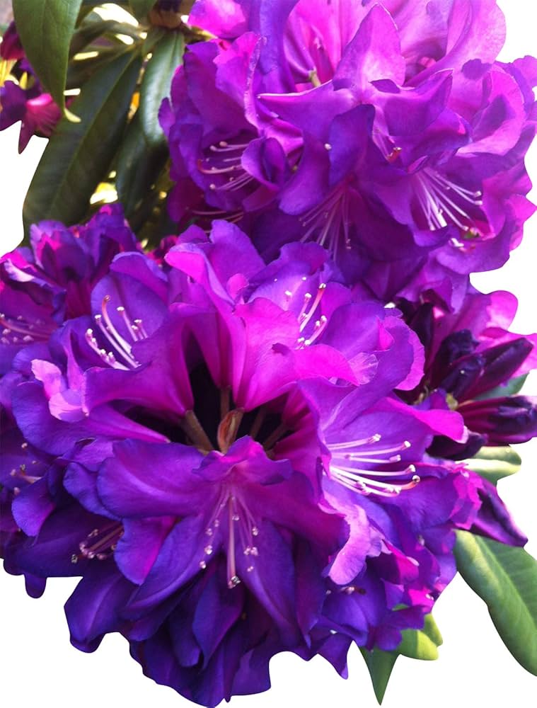 azalea rhododendron flower seeds