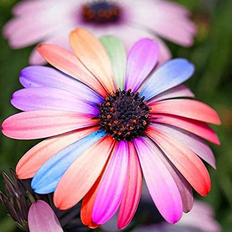 osteospermum daisy flower seeds