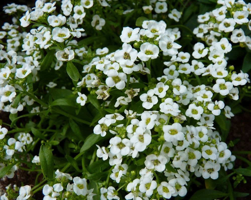 lavender white flower seeds