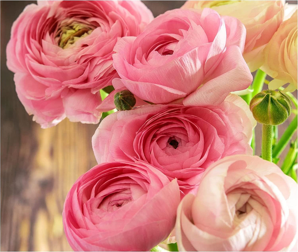 Flower Seeds, Seeds for Planting, Plant Seeds