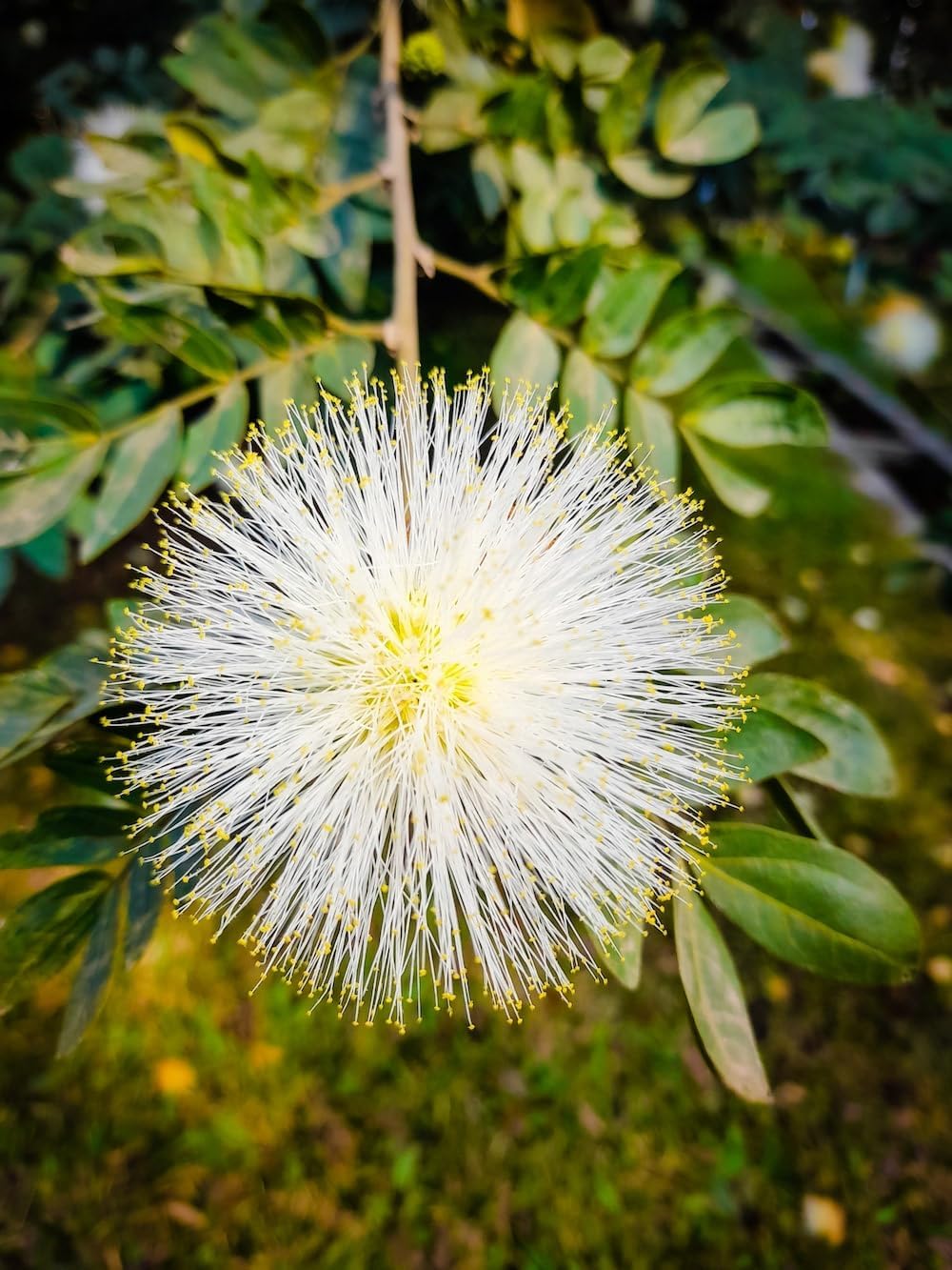 mimosa flower flower seeds